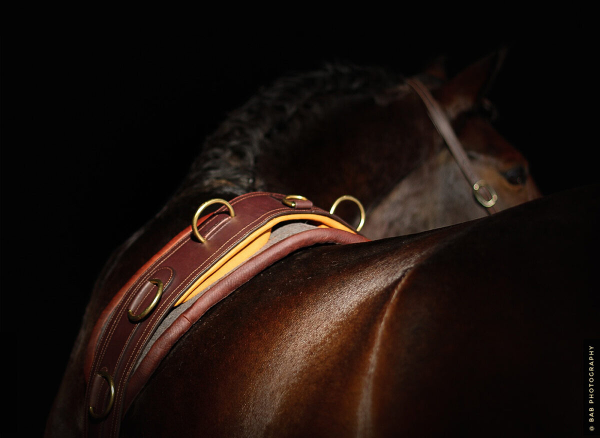 iso-8859-1''surfaix cuir cheval �cuyer-2 (1)